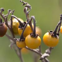 Solanum elaeagnifolium - Silverleaf Nightshade fruit
