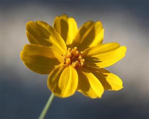 Thelesperma simplicifolium - Navajo Tea