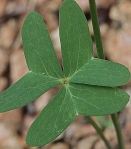Oxalis drummondi - Leaves