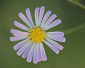 Aster subulatus possibly