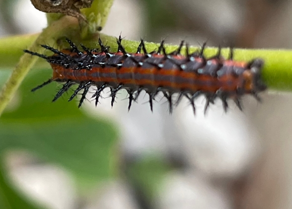 Gulf Fritillary caterpillar( Dione vanillae) Photo taken December 2, 2022